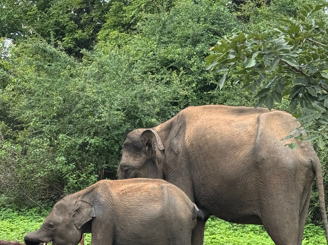 Udawalawe Safari Jeep With Guides-乌达瓦拉维国家公园必去景点