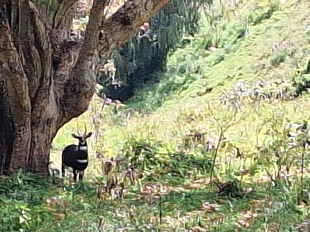 Bale Mountains Outstanding Tours-亚的斯亚贝巴必去景点