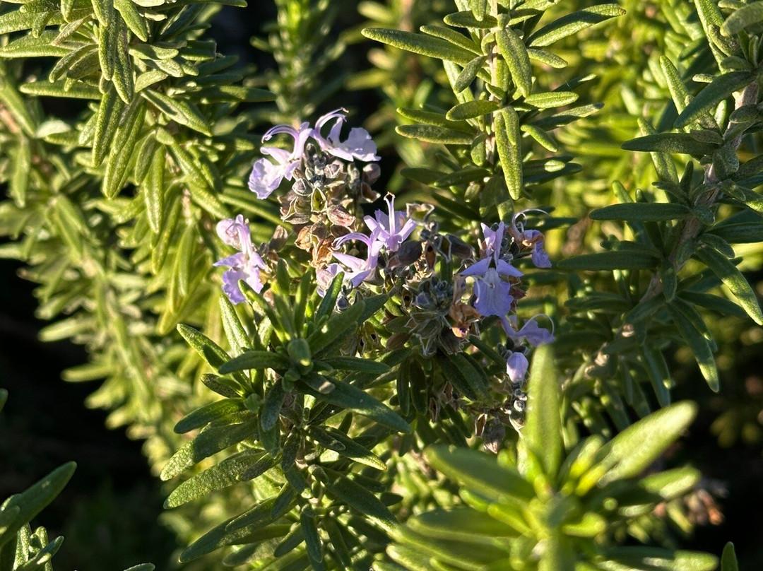 Grape Creek Vineyards Fredericksburg-弗雷德里克斯堡必去景点