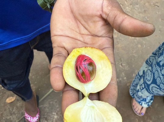 Moha Zanzibar Tours-石头城必去景点