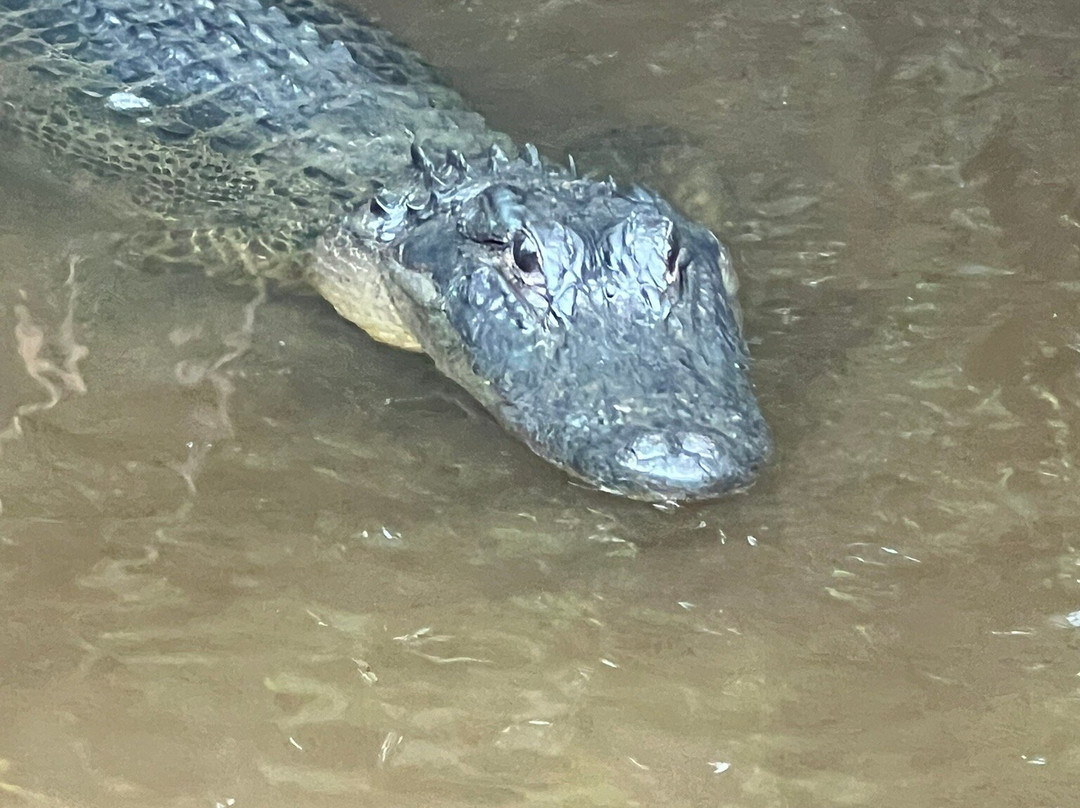 Everglades City Airboat Tours-大沼泽地必去景点