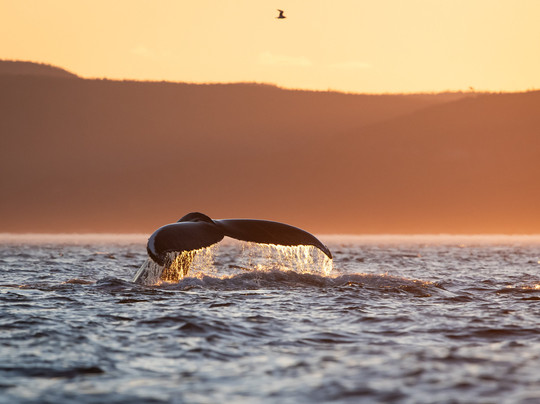 Souvenirs du large - Boutique souvenir et Galerie d'art-Les Bergeronnes必去景点