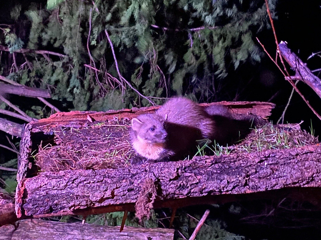 Speyside Wildlife-阿维莫尔必去景点