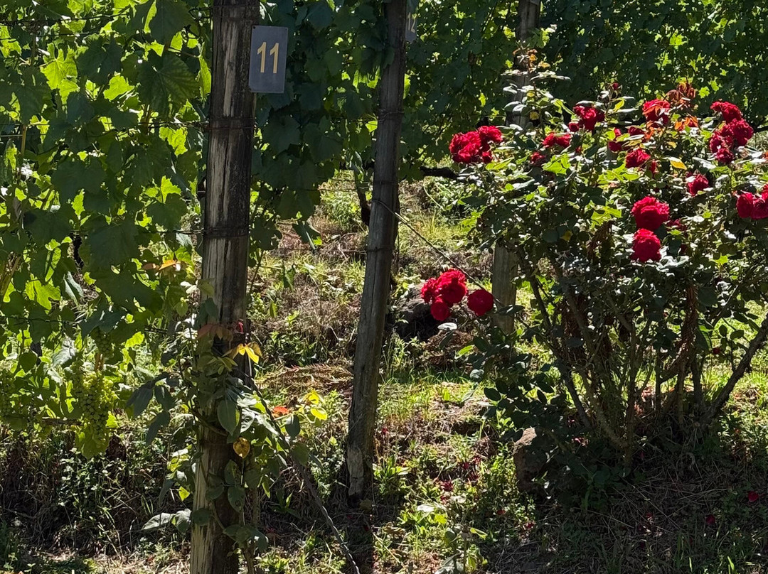 Vinícola Ravanello-格拉玛多必去景点