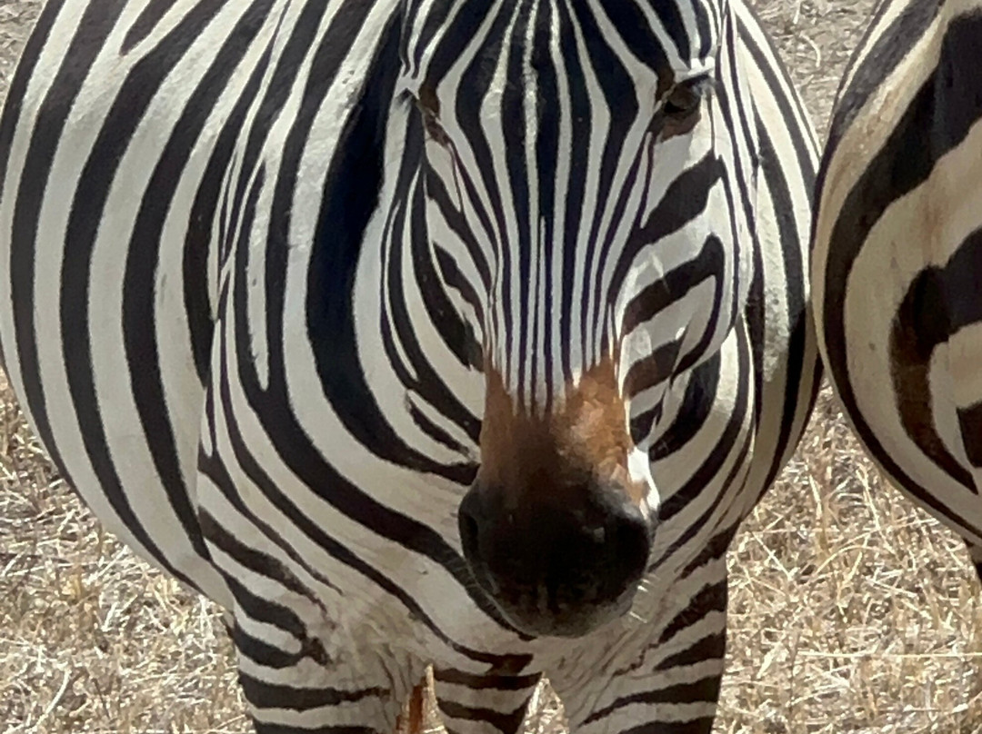 BADGER ADVENTURES TOURS & SAFARI-Arusha Chini必去景点