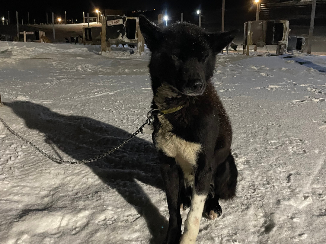 Green Dog Svalbard-朗伊尔城必去景点