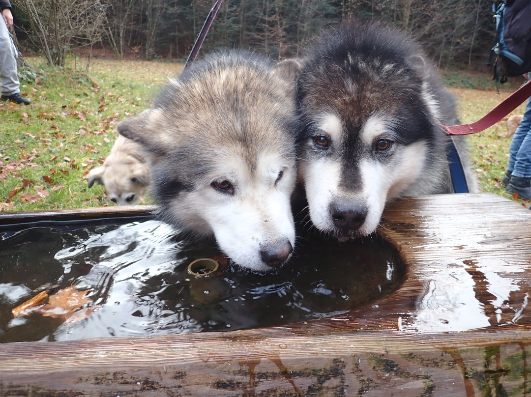 Fischer Adventures Day Tours-圣加仑必去景点