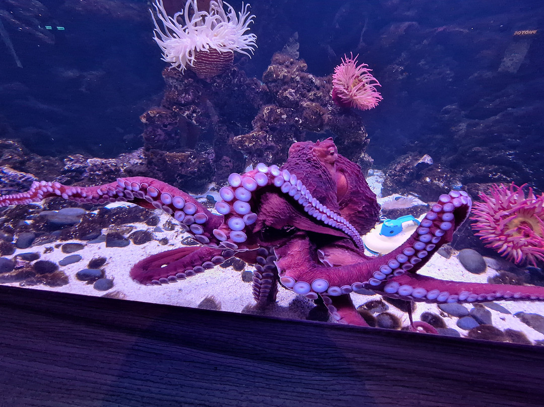 Daytona Aquarium & Rainforest Adventure-代托纳比奇必去景点