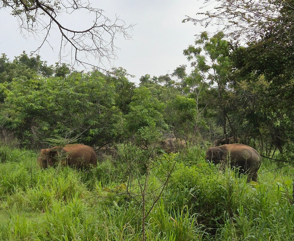 Sri Lanka Driver Tours-Yatiyana必去景点