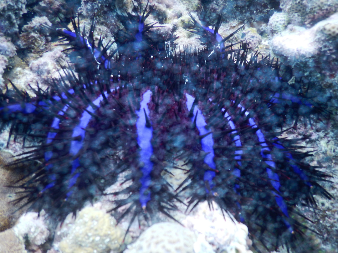 Ocean Voice Beach Home & Diving Resort主图