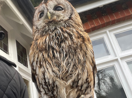 West Sussex Falconry-Compton必去景点