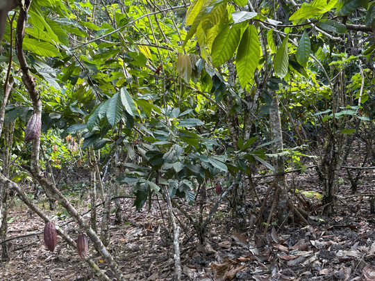 La Mona Galosa Chocolate Farm-哈科必去景点