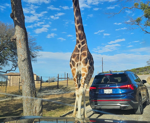 Fossil Rim Wildlife Center-Glen Rose必去景点