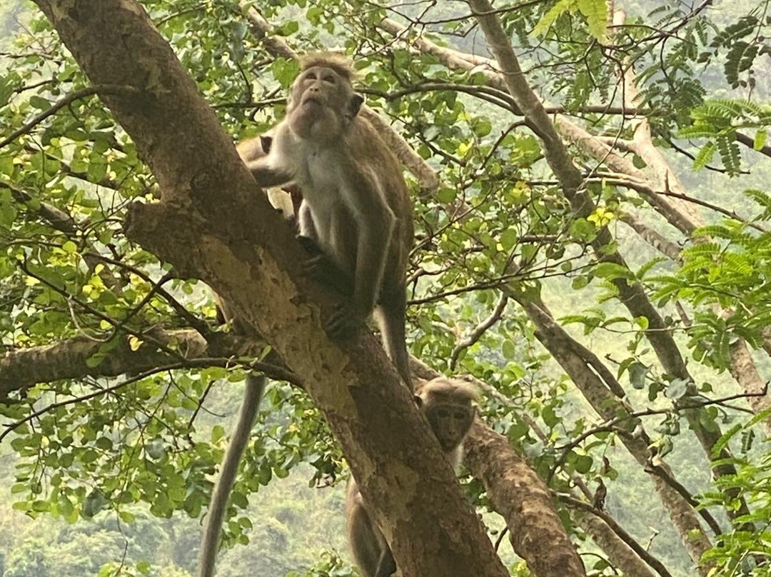 Tango Tours Sri Lanka-唐卡拉必去景点