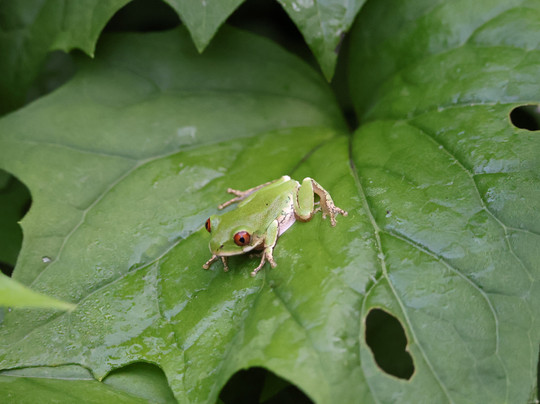 St.lucia Birds & Birding-圣露西亚必去景点