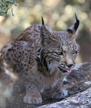 Sierra de Andújar – Lynx Territory-Andujar必去景点