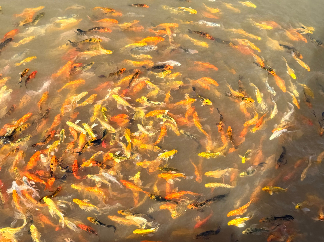 CHN Explore Mekong Delta-芹苴必去景点