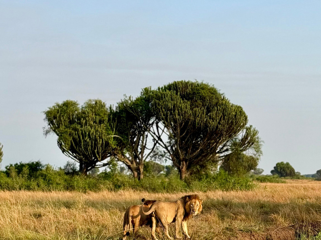 Virunga Gorilla Tours and Eco Safaris-Kisoro必去景点