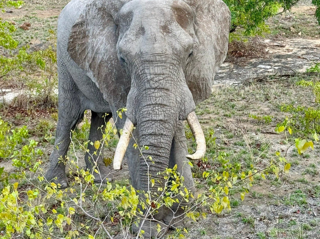 Kedibone Safaris-伐拉博瓦必去景点