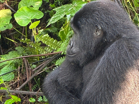 Allanblackia safaris-恩德培必去景点
