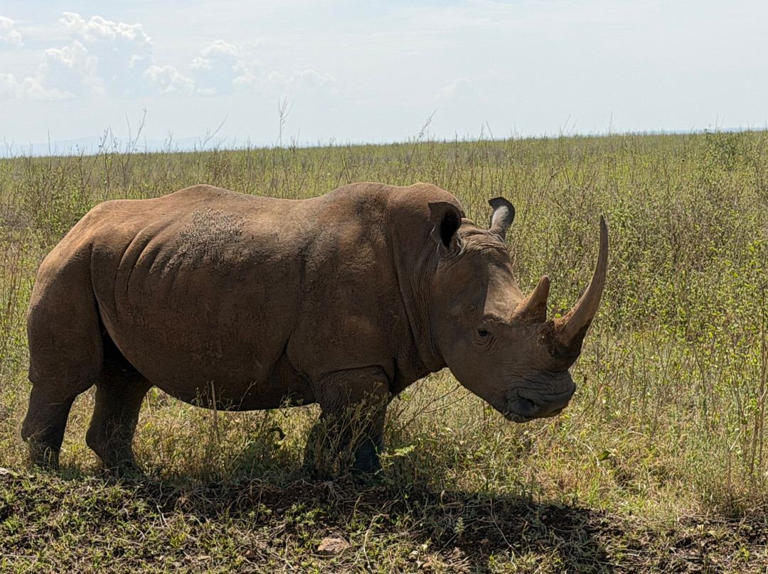AFRIESCAPES TOURS & SAFARIS