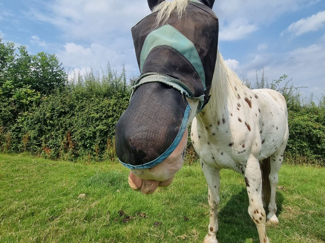 Pioneer Equestrian Coaching-Charlbury必去景点