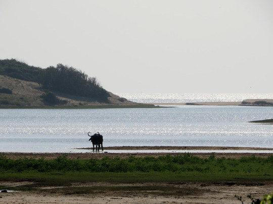 Blue Wild - Yala主图