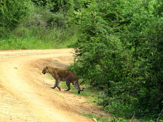 Blue Wild - Yala主图