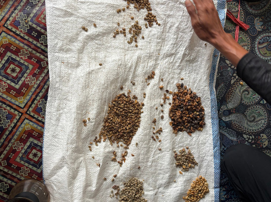 Micofam Lombok Coffee-Sapit必去景点