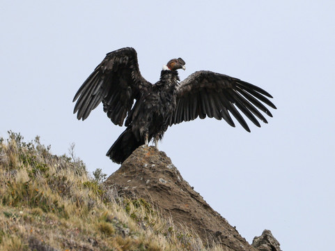 Far South Expeditions-蓬塔阿雷纳斯必去景点