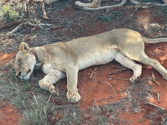 Watamu Diego Safari Day Tours-瓦塔木必去景点