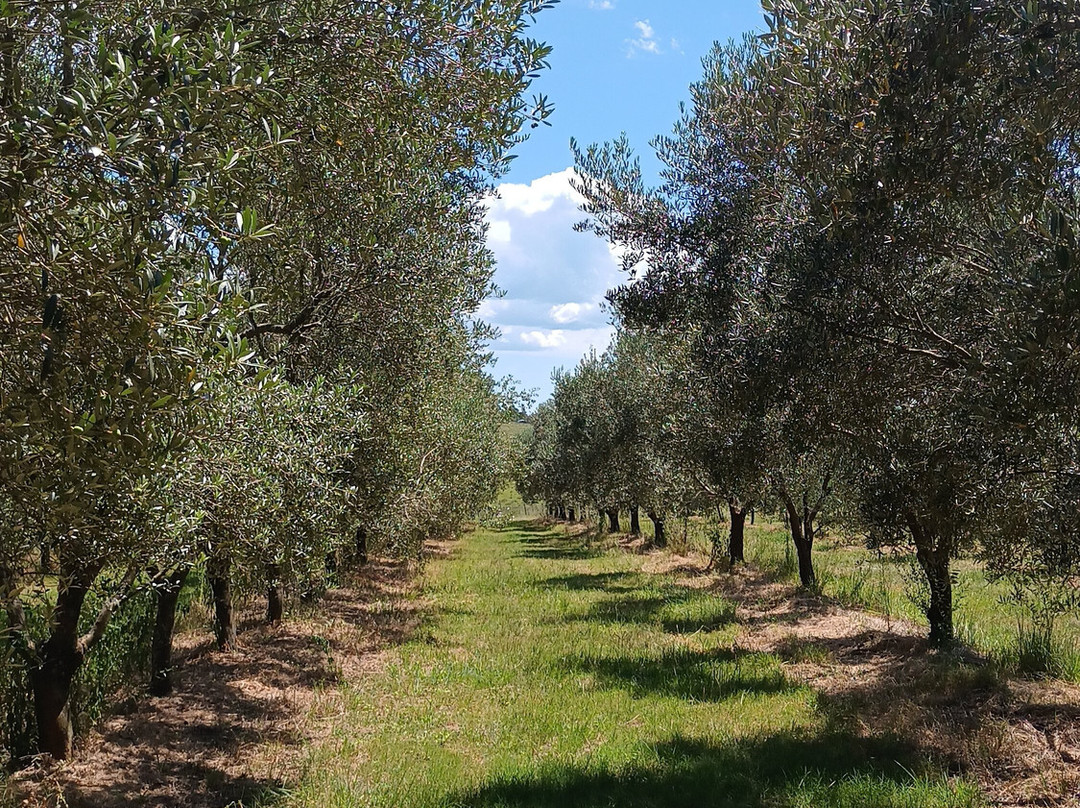 Olivo Pampa-Santana do Livramento必去景点