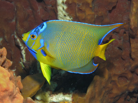 Scubaqua Dive Center-圣尤斯泰希厄斯岛必去景点