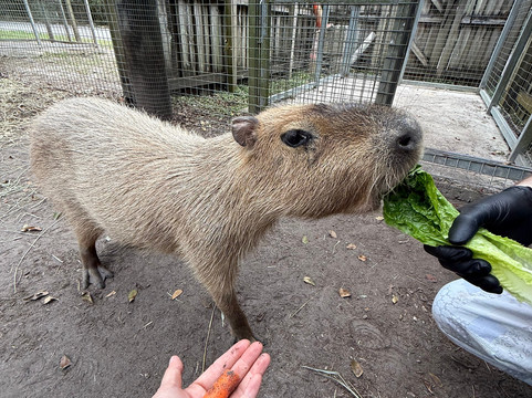 ZWF野生动物园-迈阿密必去景点