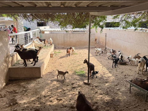 North Sedra Farm-Madinat Ash Shamal必去景点