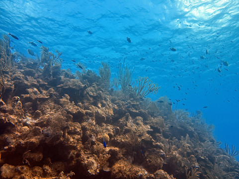 Blue Water Divers-Cockburn Town必去景点