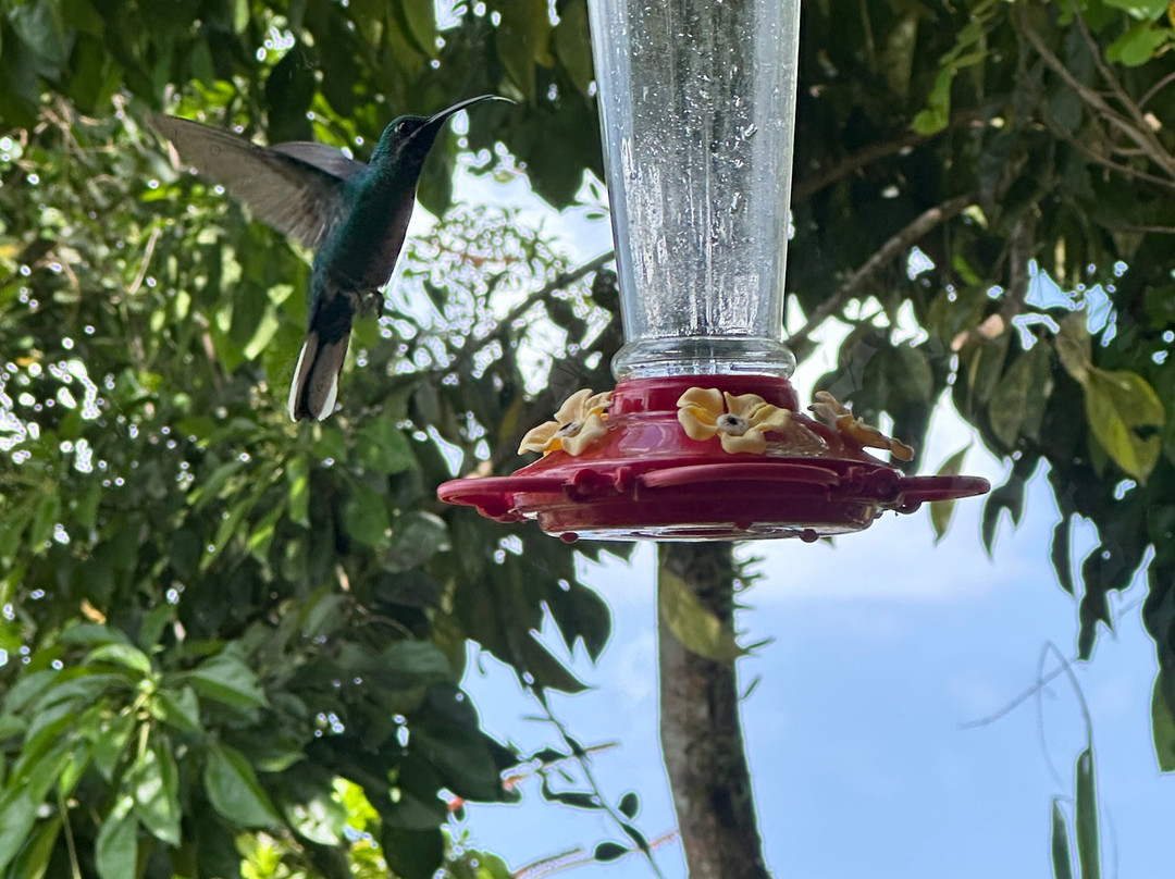 Shurland Nature Park-多巴哥必去景点