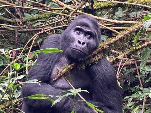 Kazinga Tours - Day Tours-坎帕拉必去景点