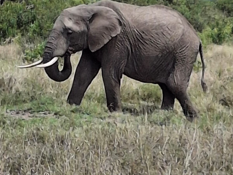 Besh African Adventures-内罗毕必去景点