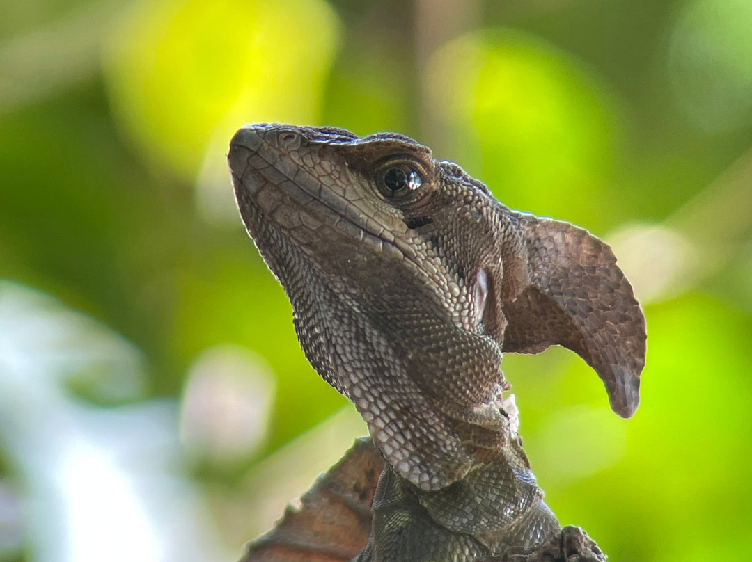 Birding Spots Manuel Antonio-克波斯必去景点