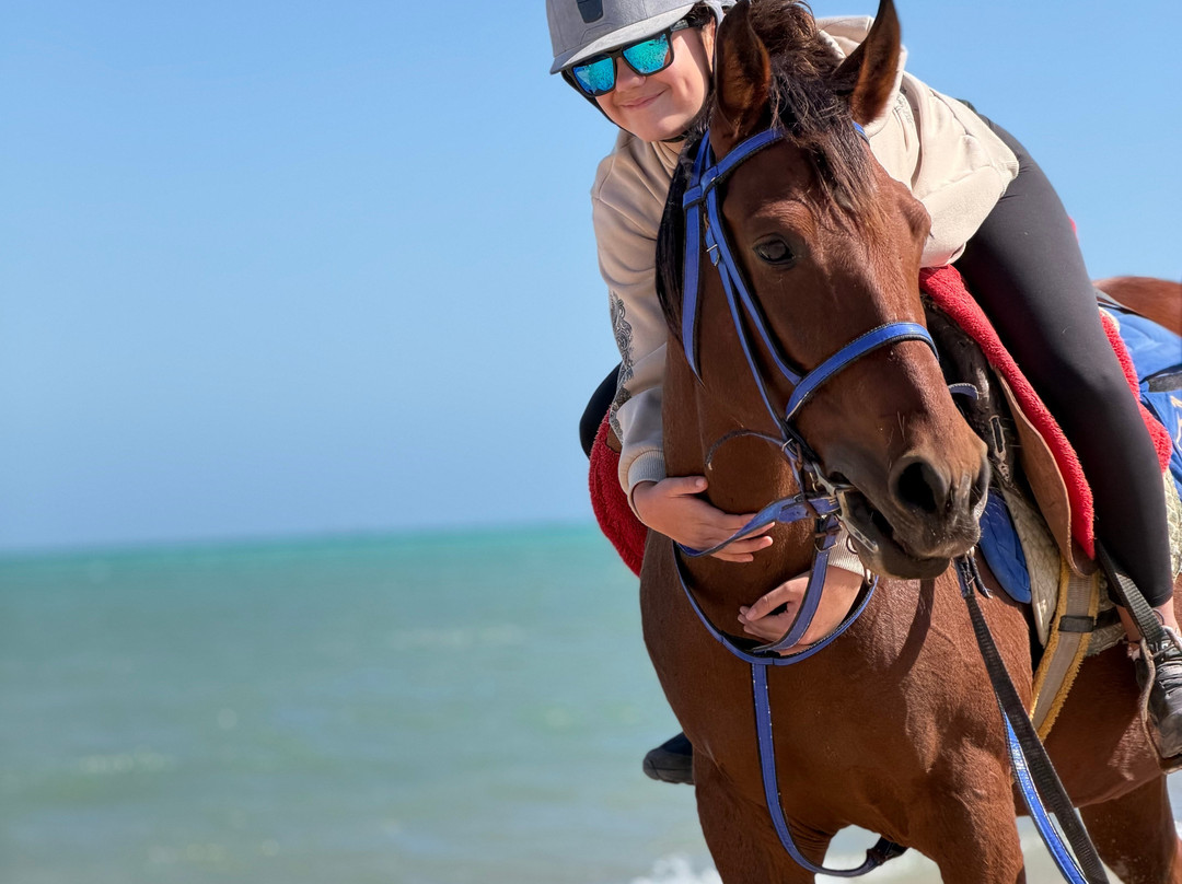 Yallahorse Stable-艾高娜必去景点