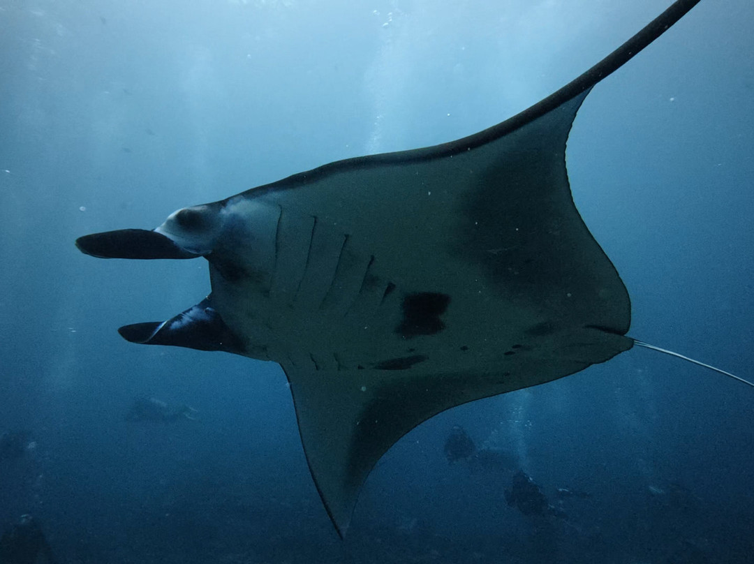 Legend Diving Lembongan-蓝梦岛必去景点