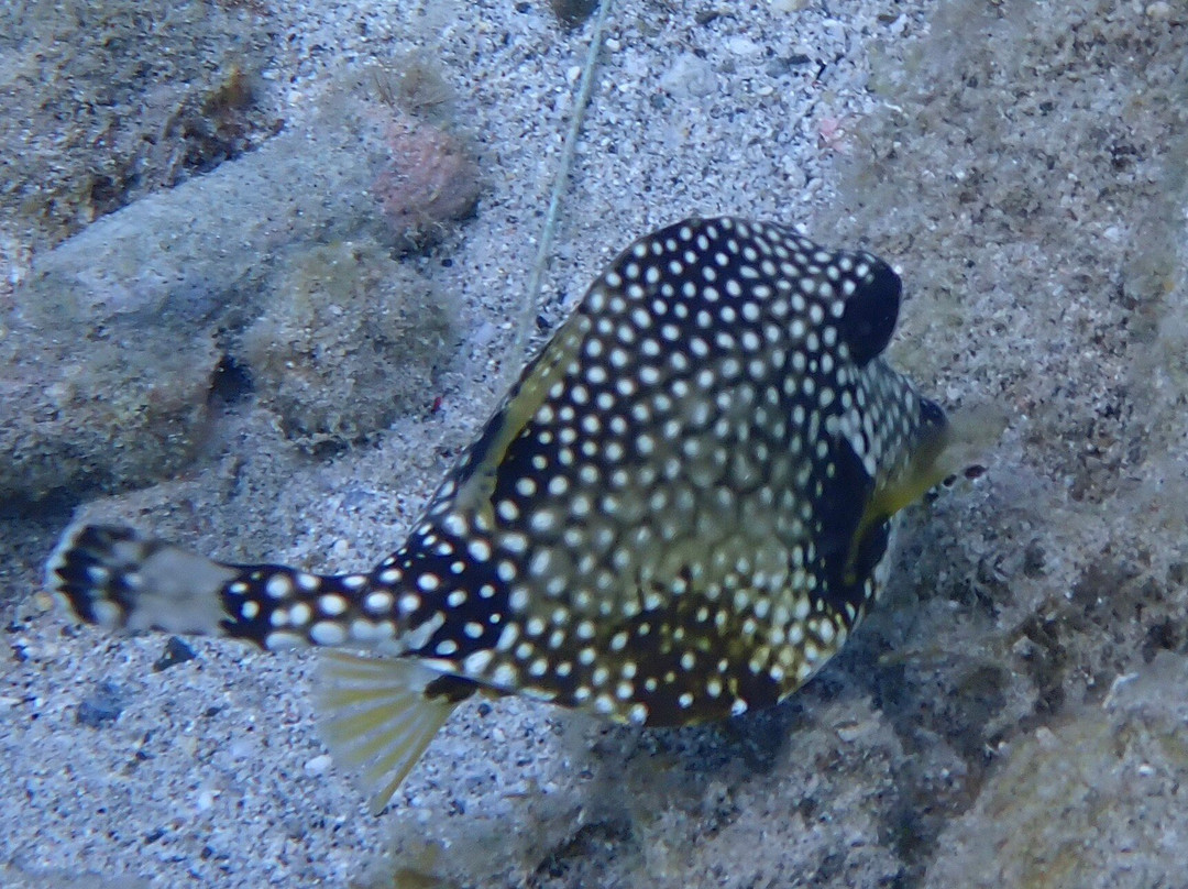 Duik op Curacao-威廉斯塔德必去景点