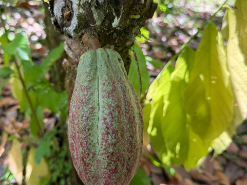 Osa Cacao Chocolate Factory - Organic Farm Tours-希门尼斯港必去景点