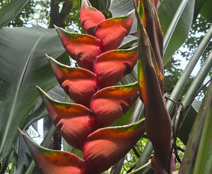 Jardín Botánico de Medellín-麦德林必去景点