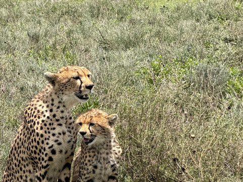 Makasa Tanzania Safaris-莫西必去景点