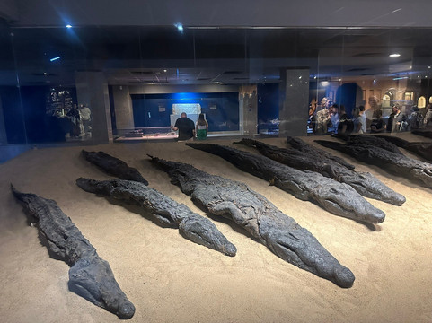 Crocodile Museum-Kom Ombo必去景点