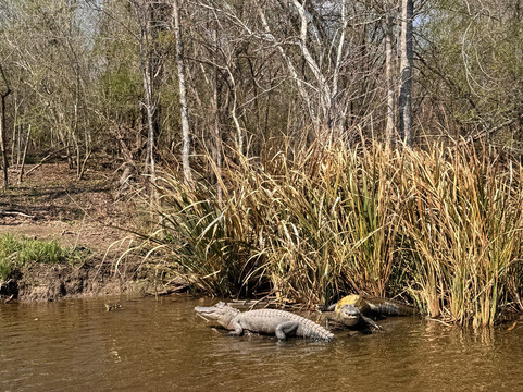 Cajun Pride Swamp Tours-LaPlace必去景点