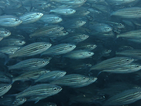 Galapagos Blue Evolution-Puerto Baquerizo Moreno必去景点