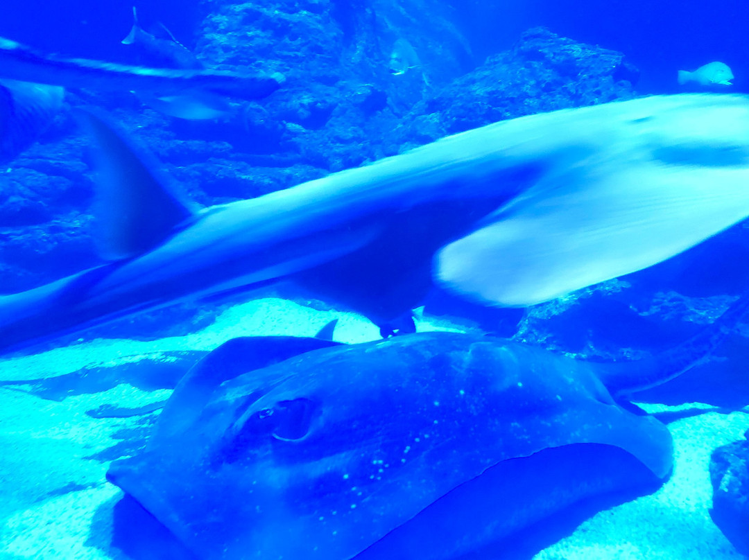 AQWA The Aquarium Of Western Australia-拉瑞斯必去景点